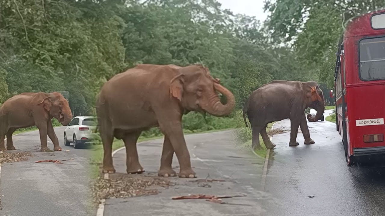 Raja - The king of Kataragama to Buttala road  #tour_of_sivasri #elephant #wildlife #wildelephant