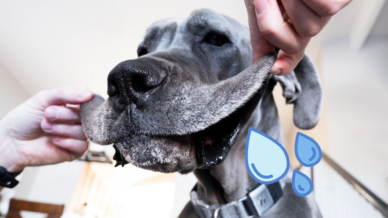 The Drool Is Out Of Control!
