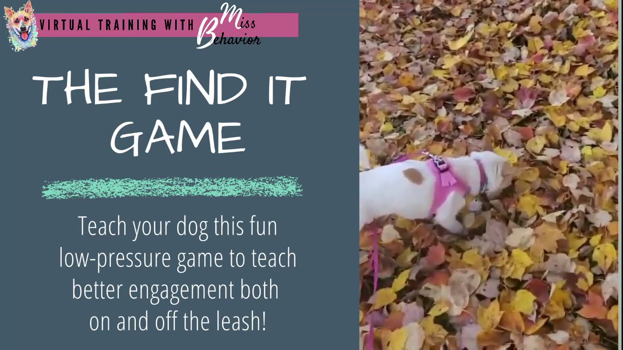 Dog Training Game -  Find It