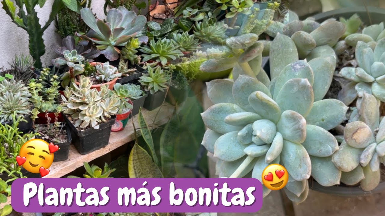 Trasplantando suculentas y dándoles una nueva oportunidad - Jolujim