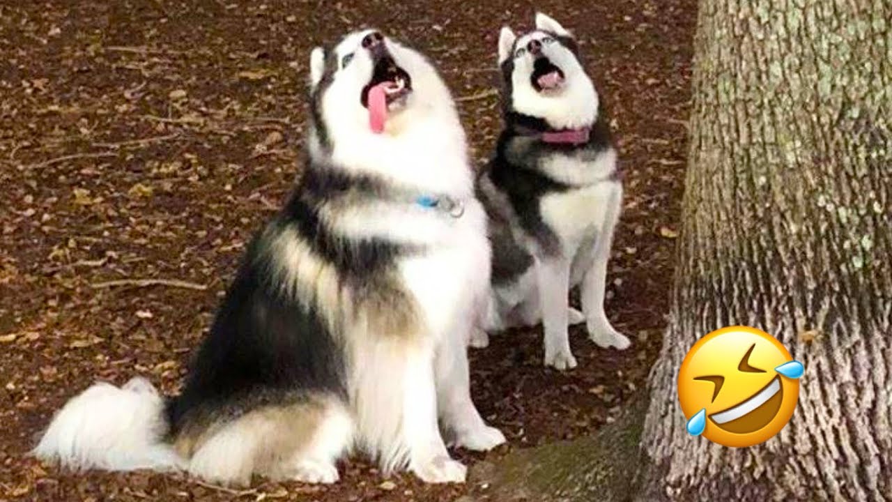 FUNNIEST Huskies | Normal dogs vs Huskies🤣 | 10 Minutes Best Videos