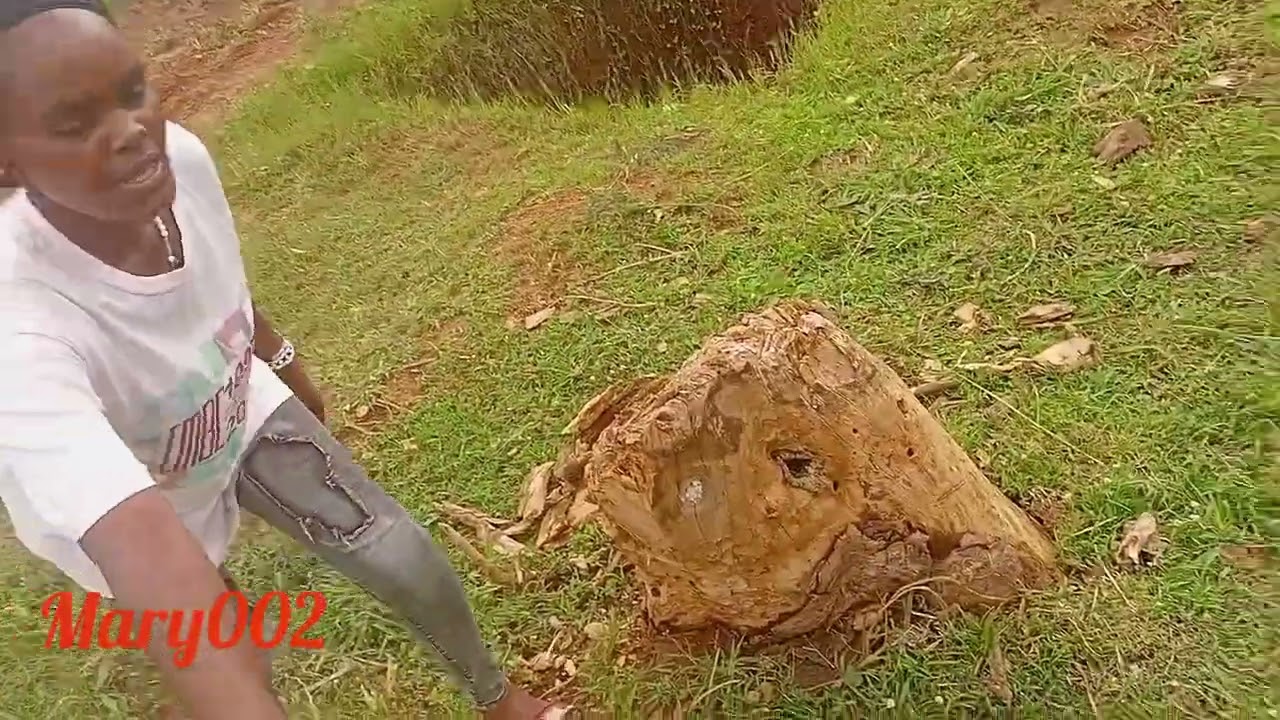Village  life collecting of firewood  