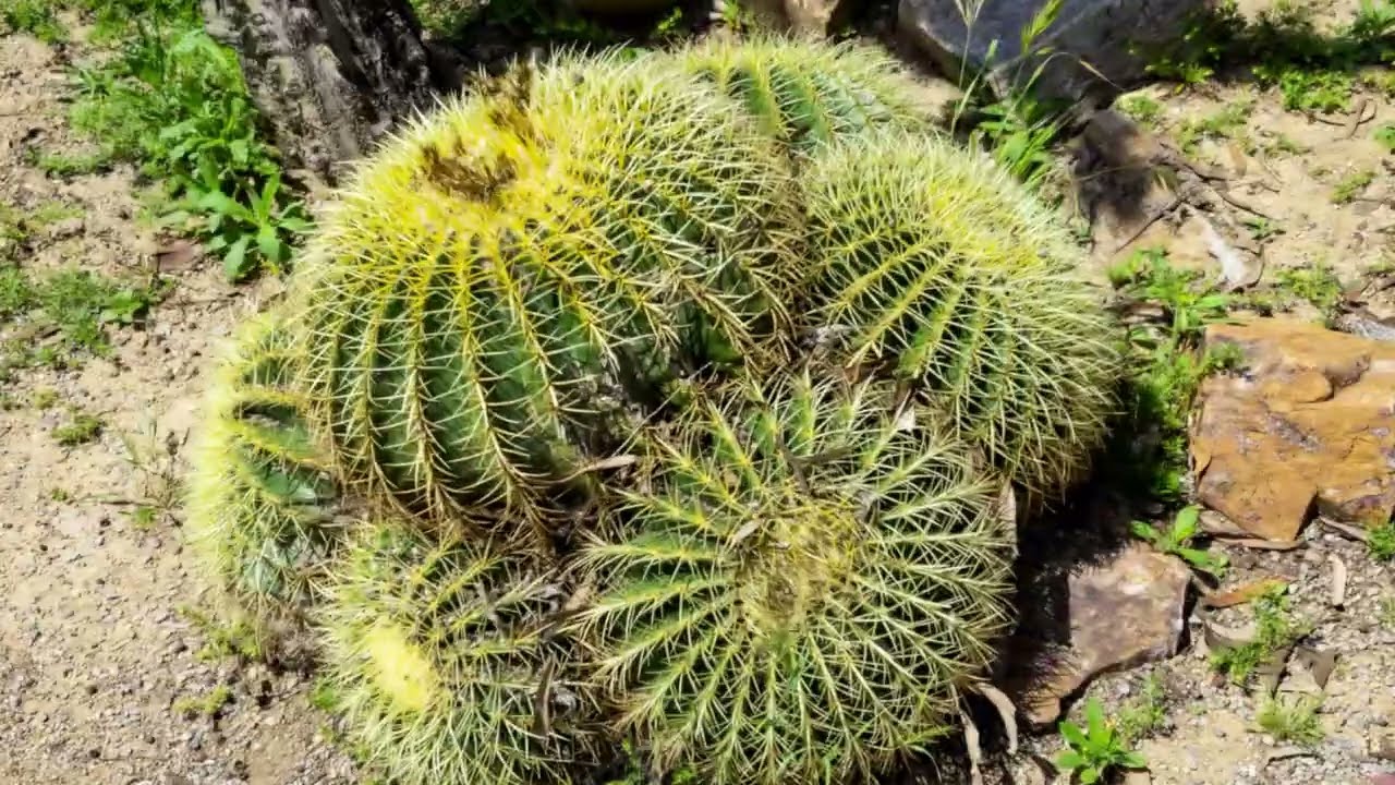 Flowers, Succulents, Cacti, and ...