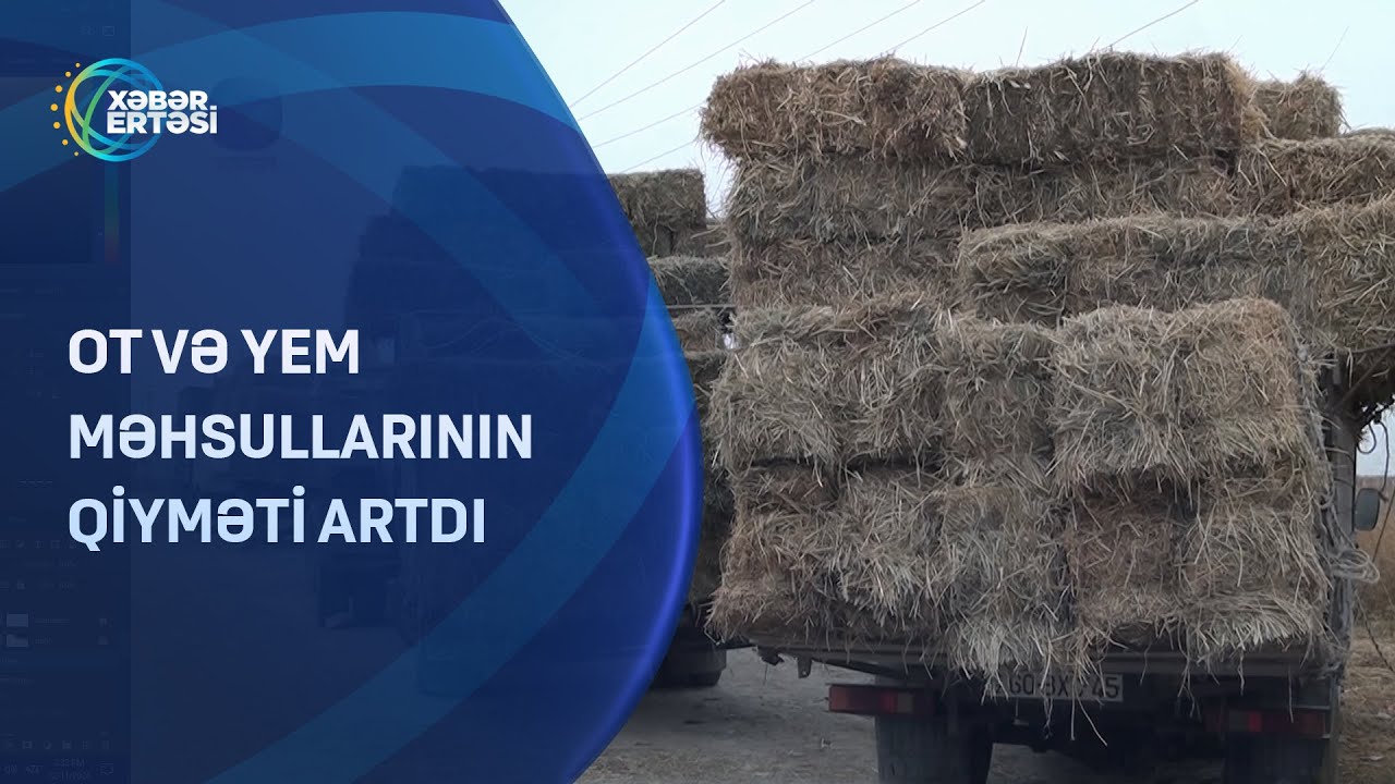 Ot və yem məhsullarının qiyməti ARTDI