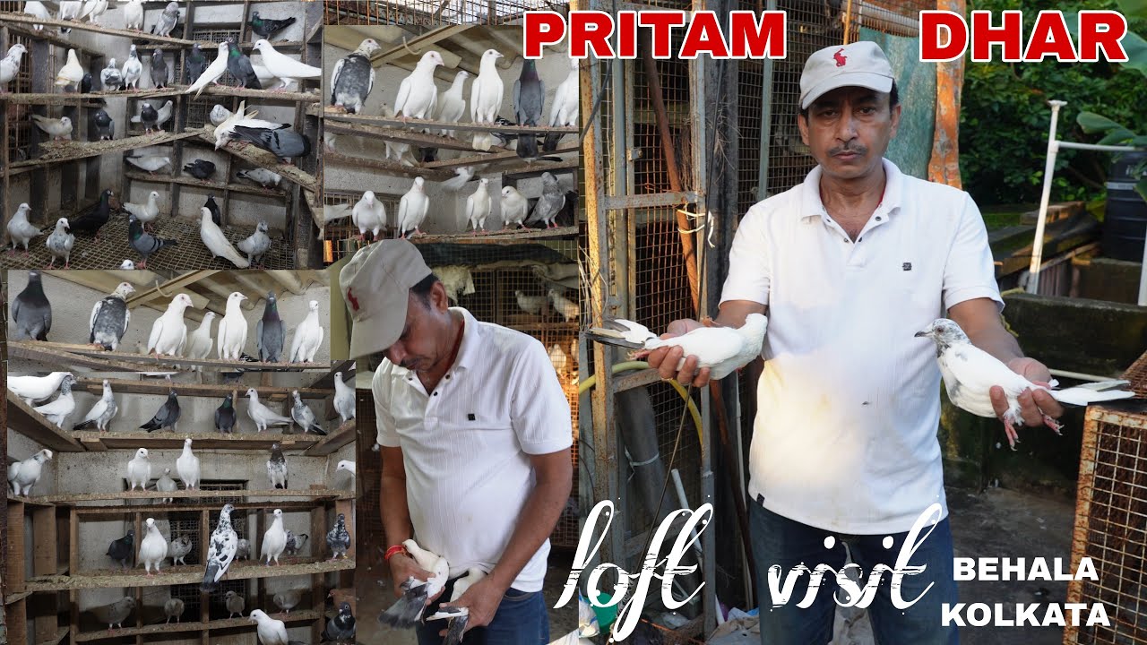 PRITAM DHAR PIGEON LOFT VISIT AT BEHALA KOLKATA - 9883144801