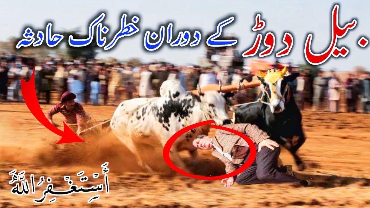Most Dangerous Accident during Bull Race In Dadyal