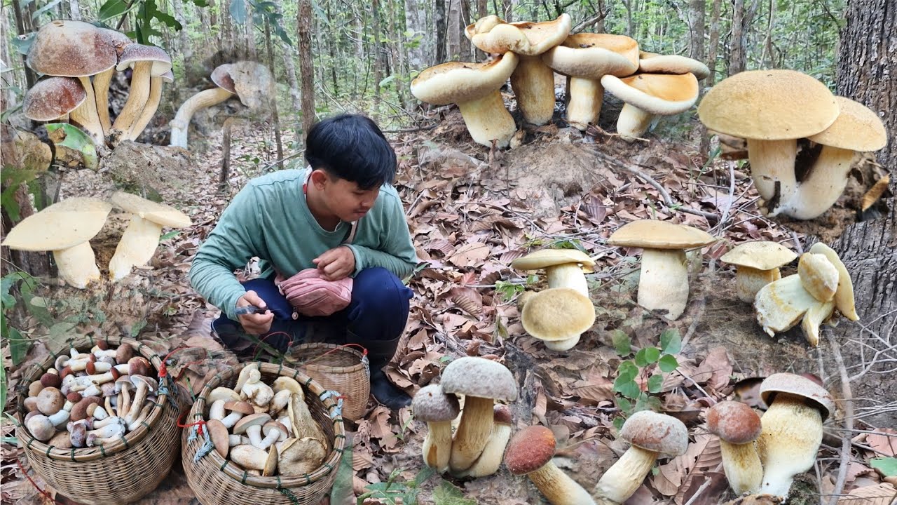 เห็ดผึ้งข้าวดอกสวยๆ ผึ้งข้าวใหญ่ขาอ้วนๆ หมานสองต่าครับ #เห็ดผึ้งข้าวใหญ่ 11/5/68