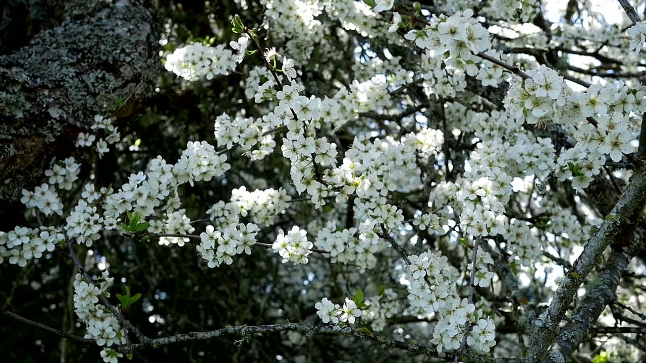 Golden Plum Blossums