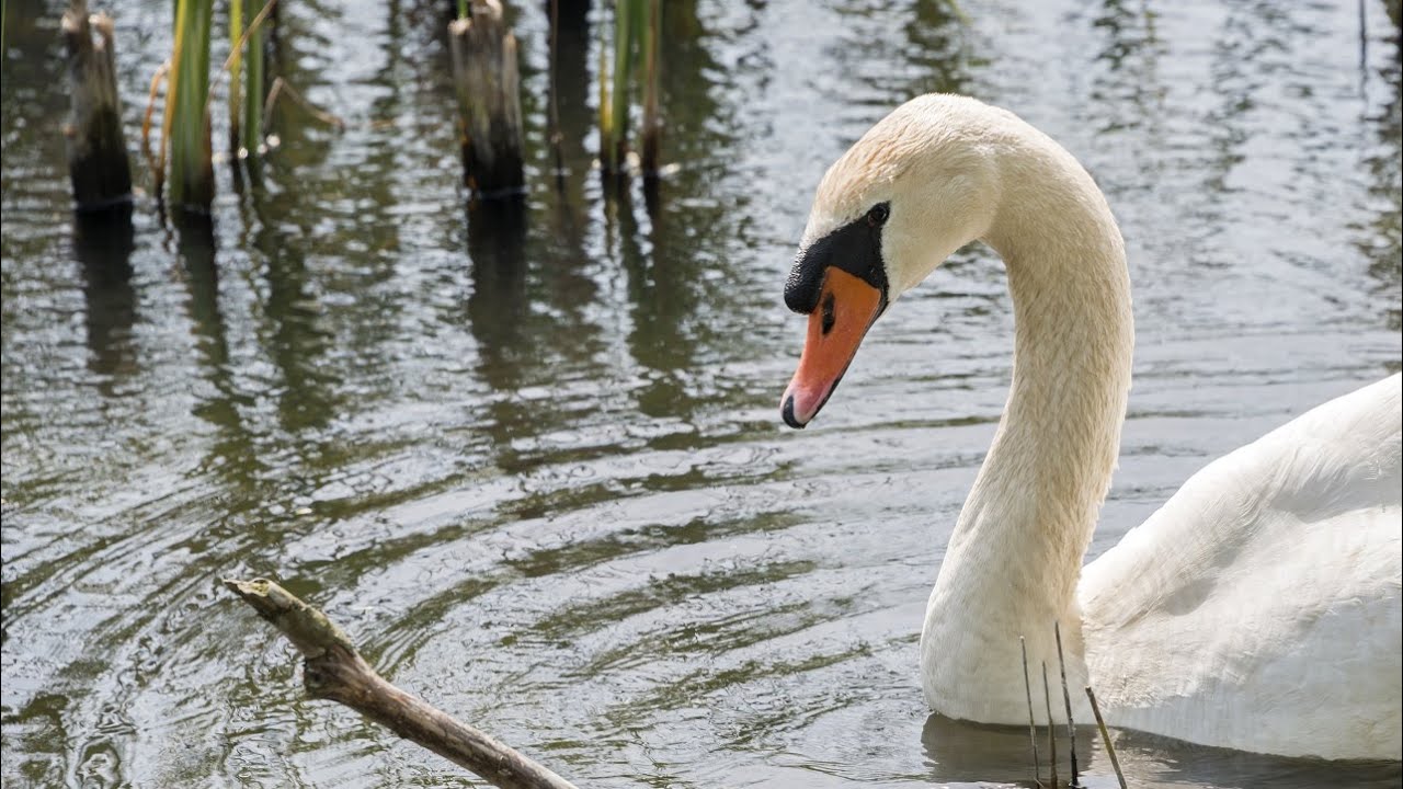 20 Pros and Cons of Owning Swans