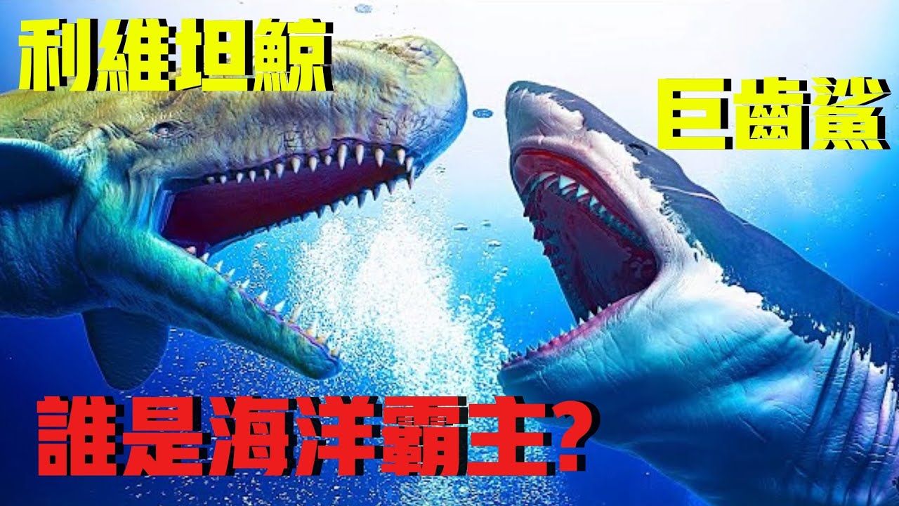 利维坦鲸 vs 巨齿鲨：生物学家揭秘谁才是 1000 万年前的海洋霸主！【维维Weiwei】