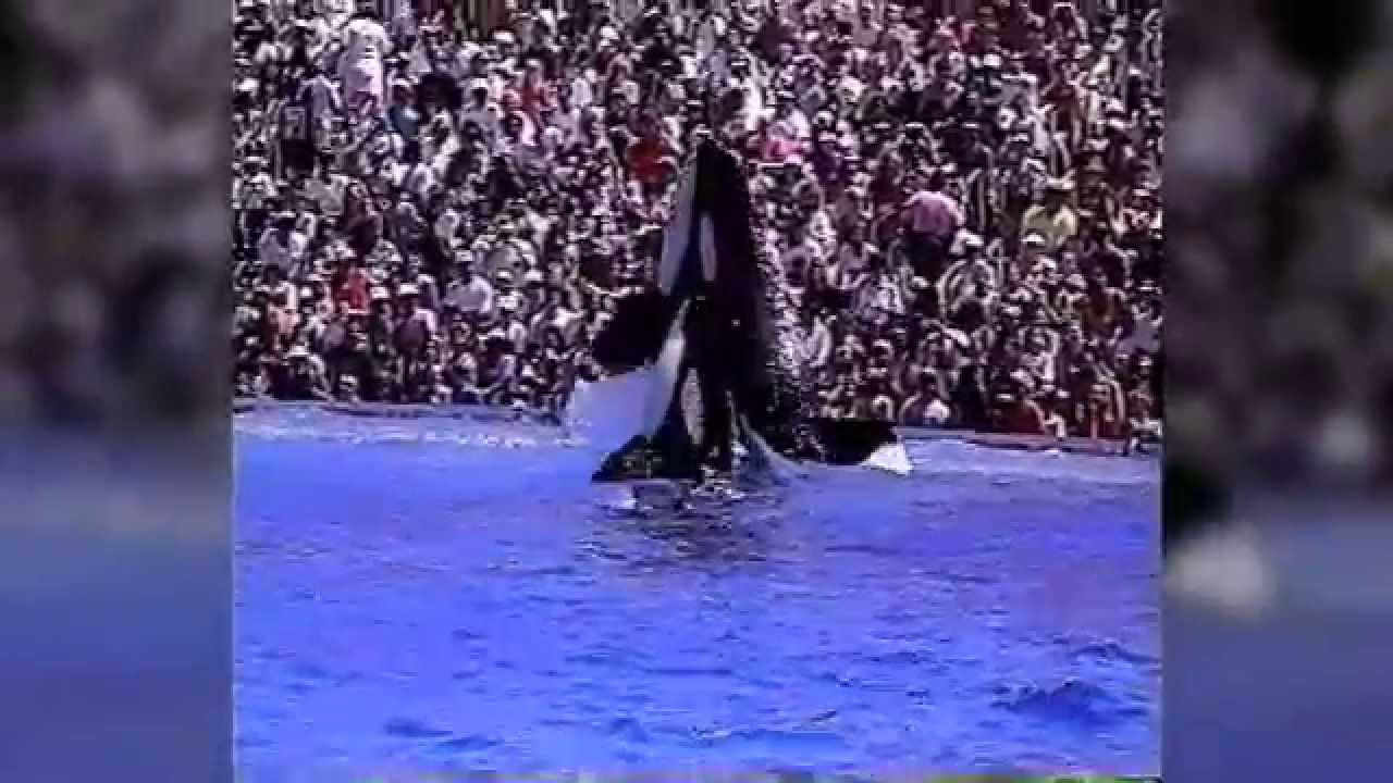 Shamu Stadium, San Diego 1998