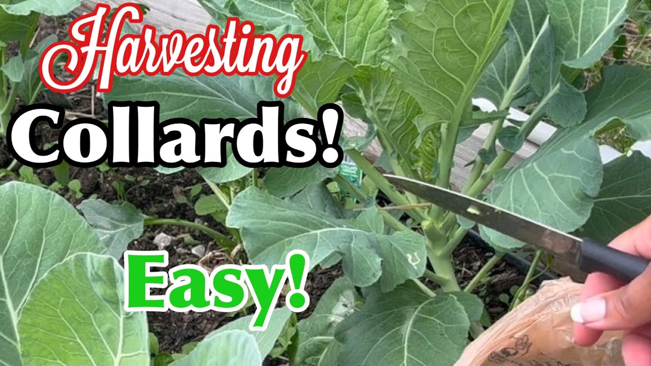 How To Harvest Collard Greens | How To Cut Greens | EASY!