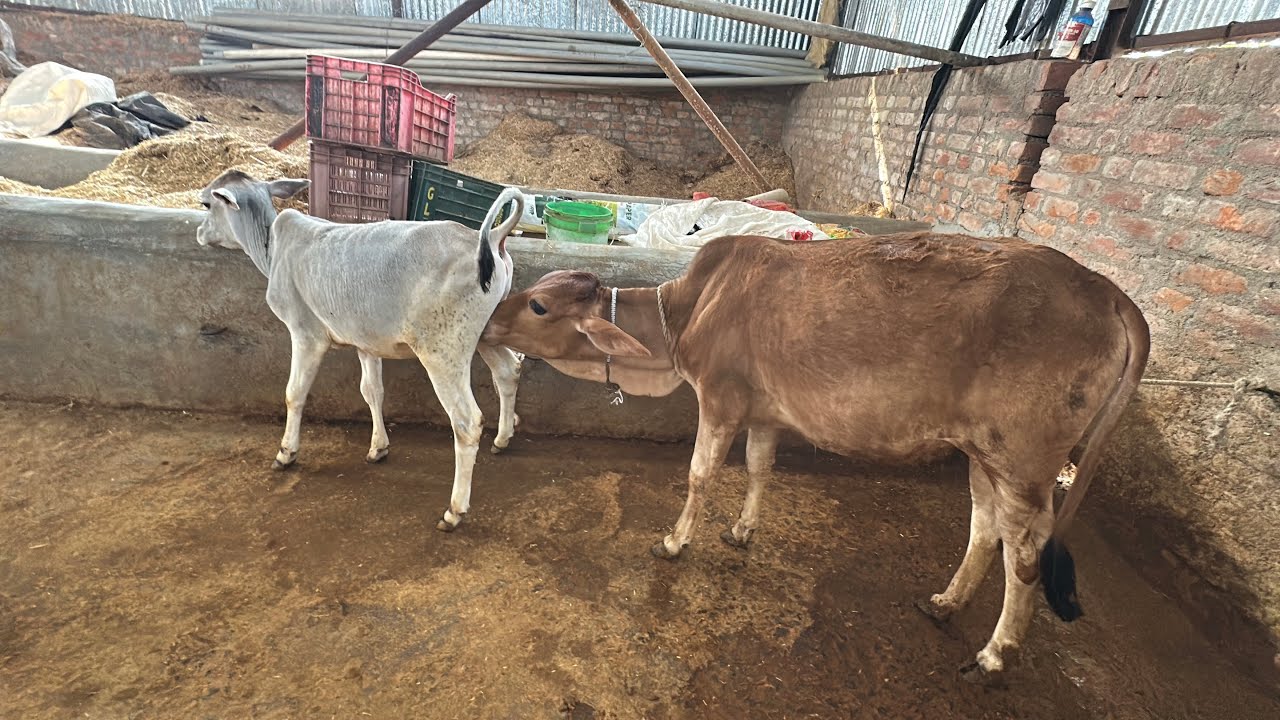 Aaj Tulsi Ne Makrant ko😳kar Diya Pareshan🥵#trending #cow #cow #ytshorts #gaumata #gauseva #Viral #yt