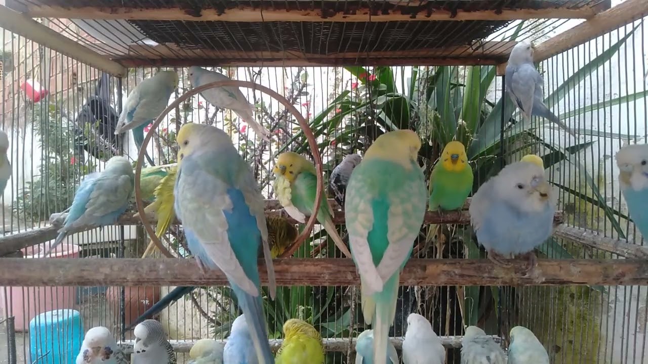🌿色と動きが溶け合う静かな楽園風景
