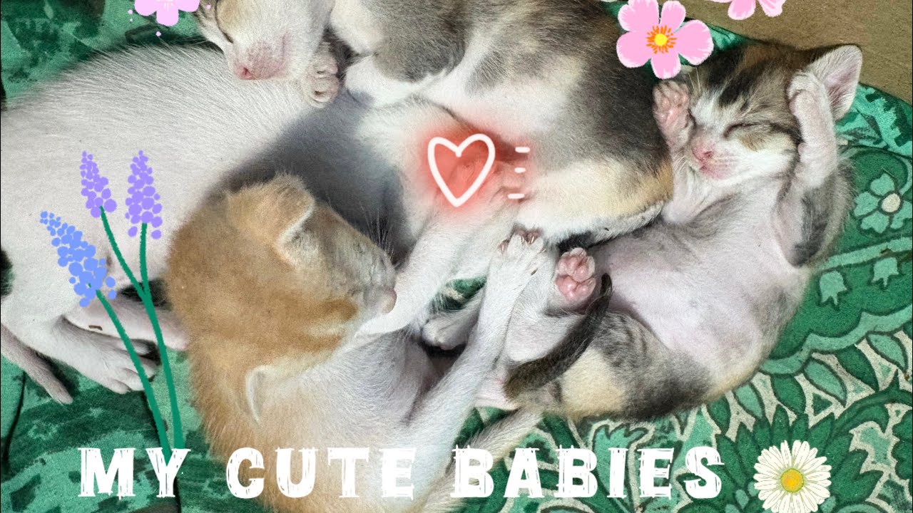Meet my cuties 🤍🧿