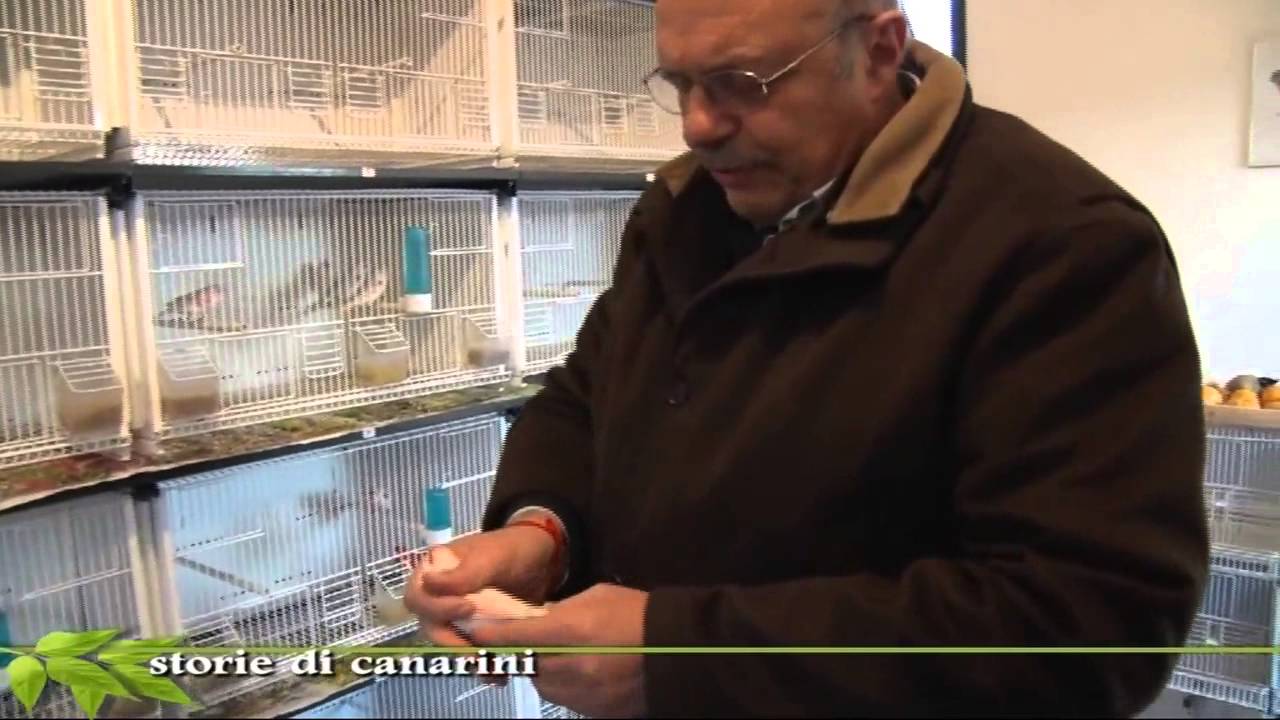 Canarini: storie di allevatori