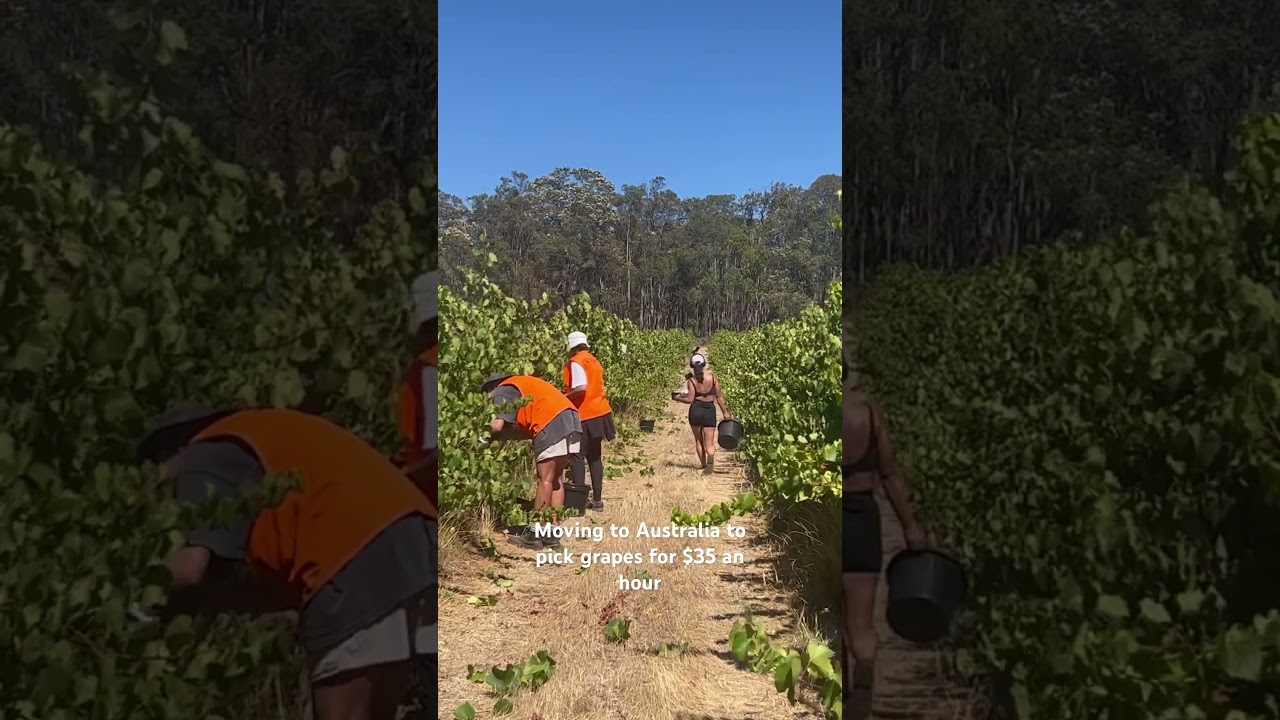 Get a working holiday visa and do some farm work in Australia! #workingholiday #nomadvisa #visa #aus