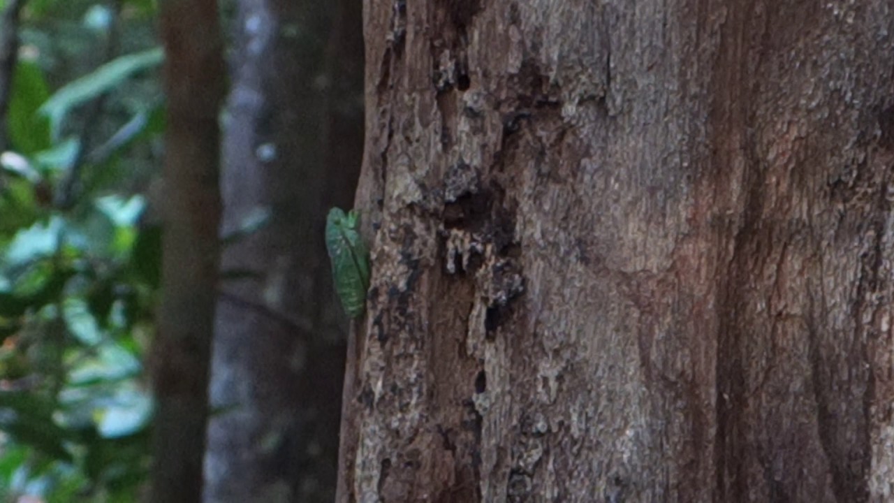 Cicada on the tree @ Damai, Borneo