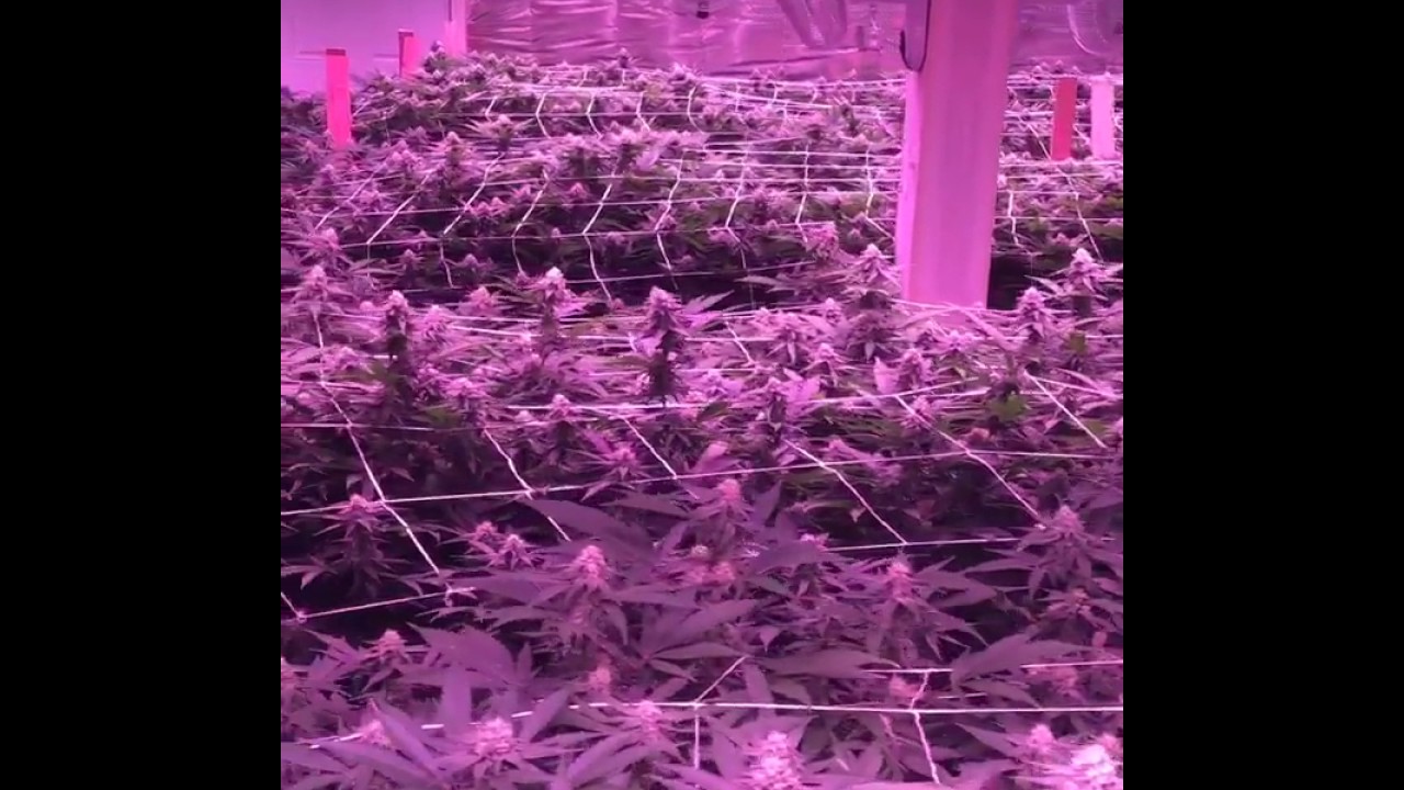 VividGro&reg; LED Grow Lights - Flower Power - VividGro V2 LED Grow Lights In Action!