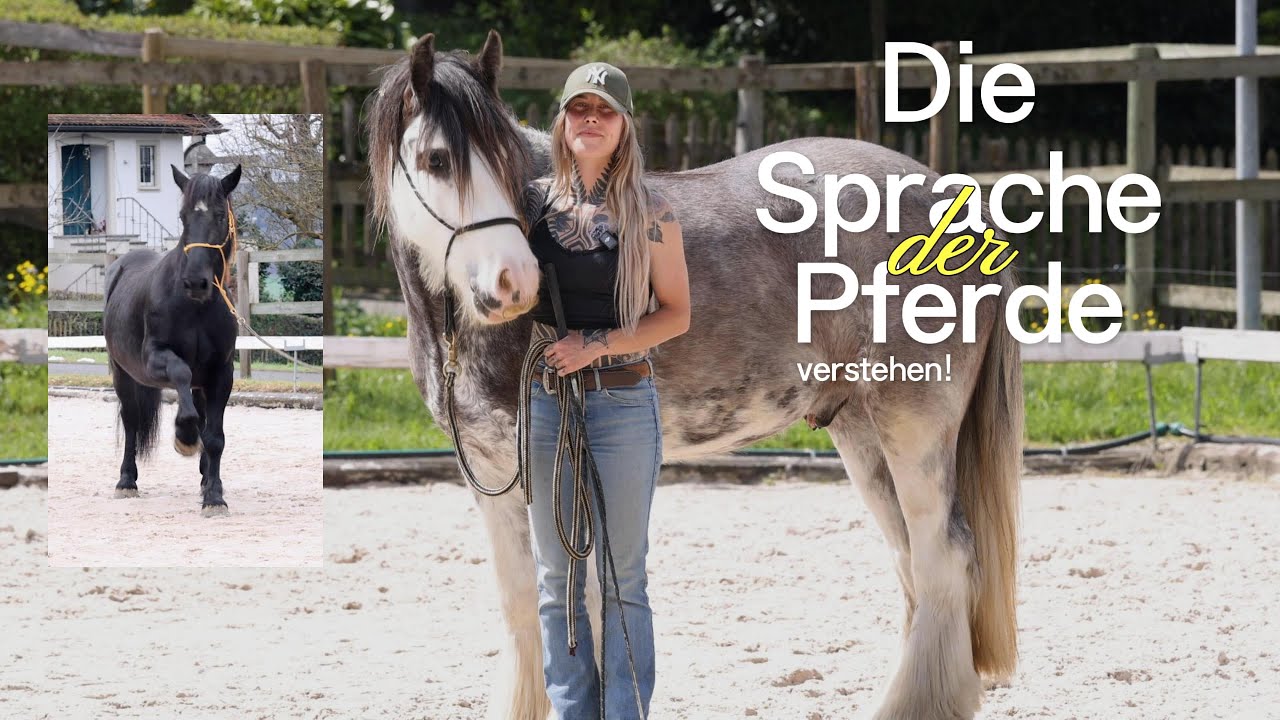 So liest du dein Pferd richtig: Körpersprache einfach erklärt