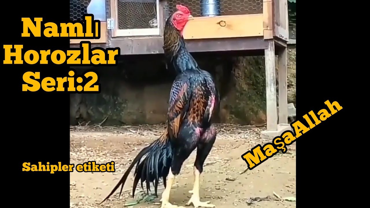 HİNT HOROZU//Türkiyedeki en güzel hint horozları isim etiketiyle