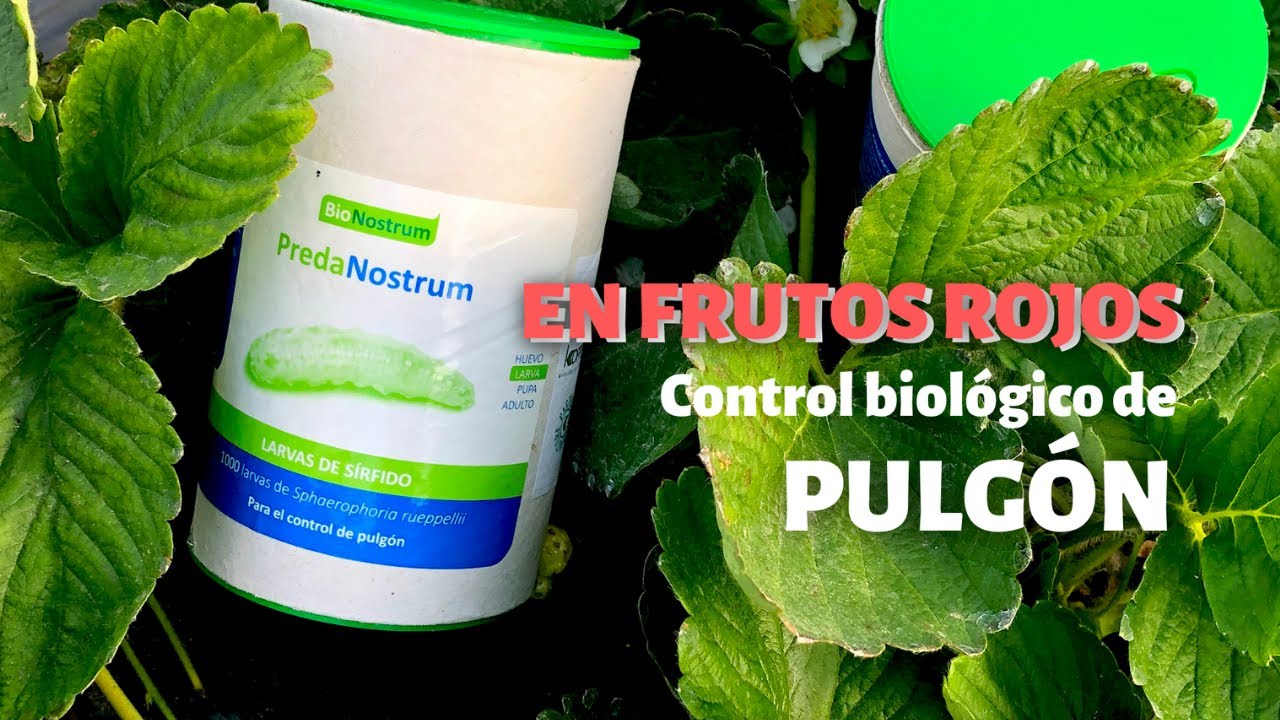 PredaNostrum: la solución biológica al pulgón en fresa y berries.