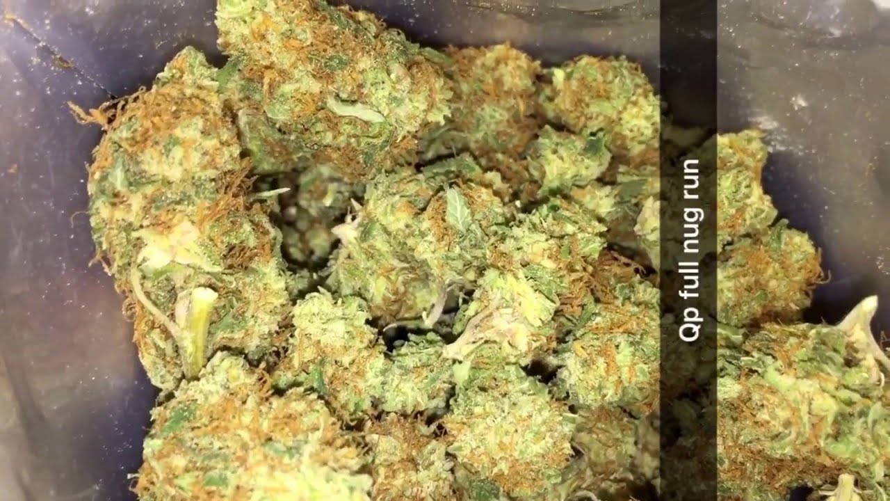 Socalwax update ??