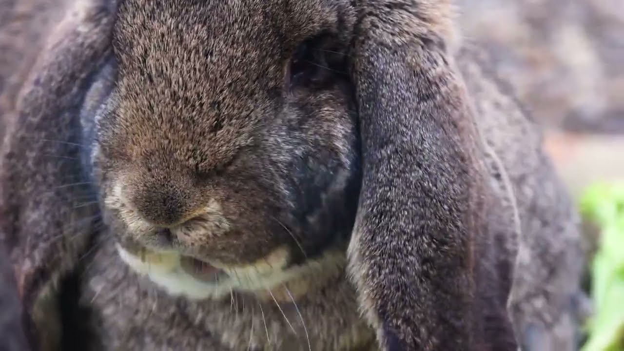 Little Bunnies in Nature 🌼