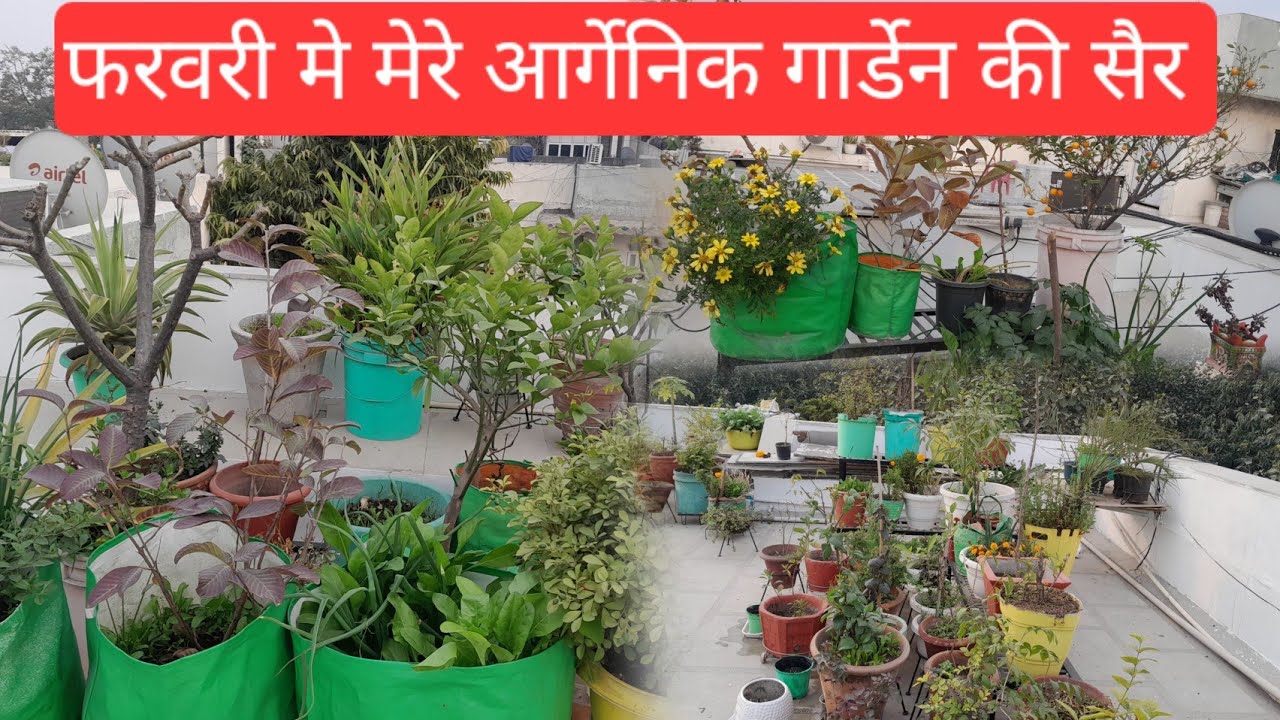 फरवरी में गार्डेन और पौधों के लिए बहुत जरूरी काम