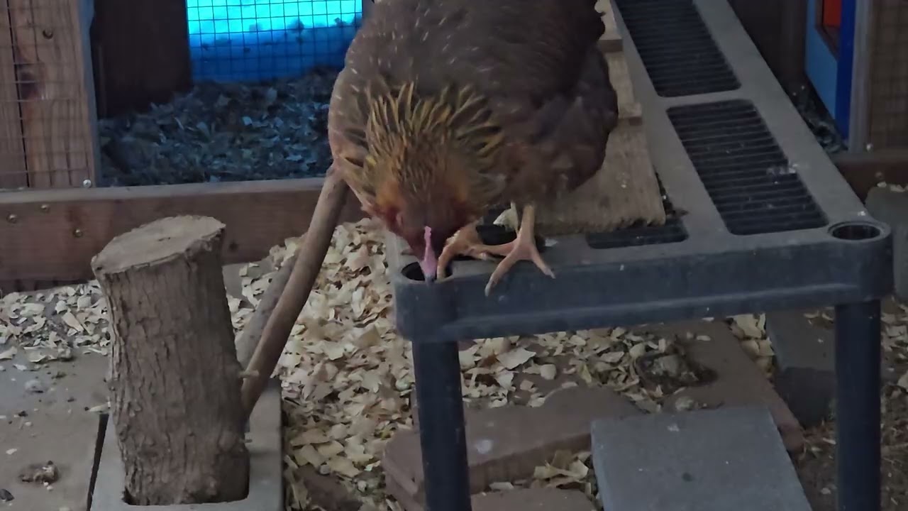 42 Week Old Welsummer Chicks- Snow  and the RAT