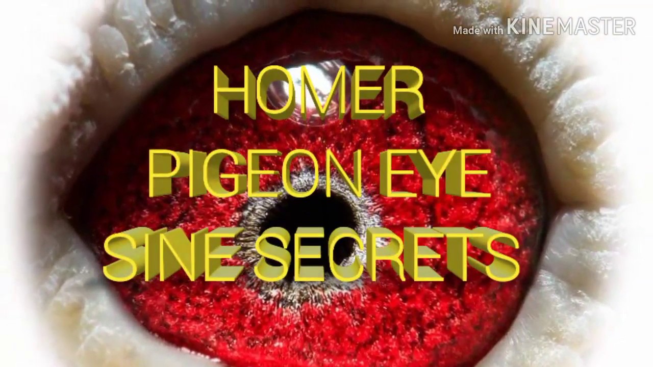 Homer pigeon eye sine secrets in tamil. ஓமர் புறாக்களின் கண்களில் வழக்கம்