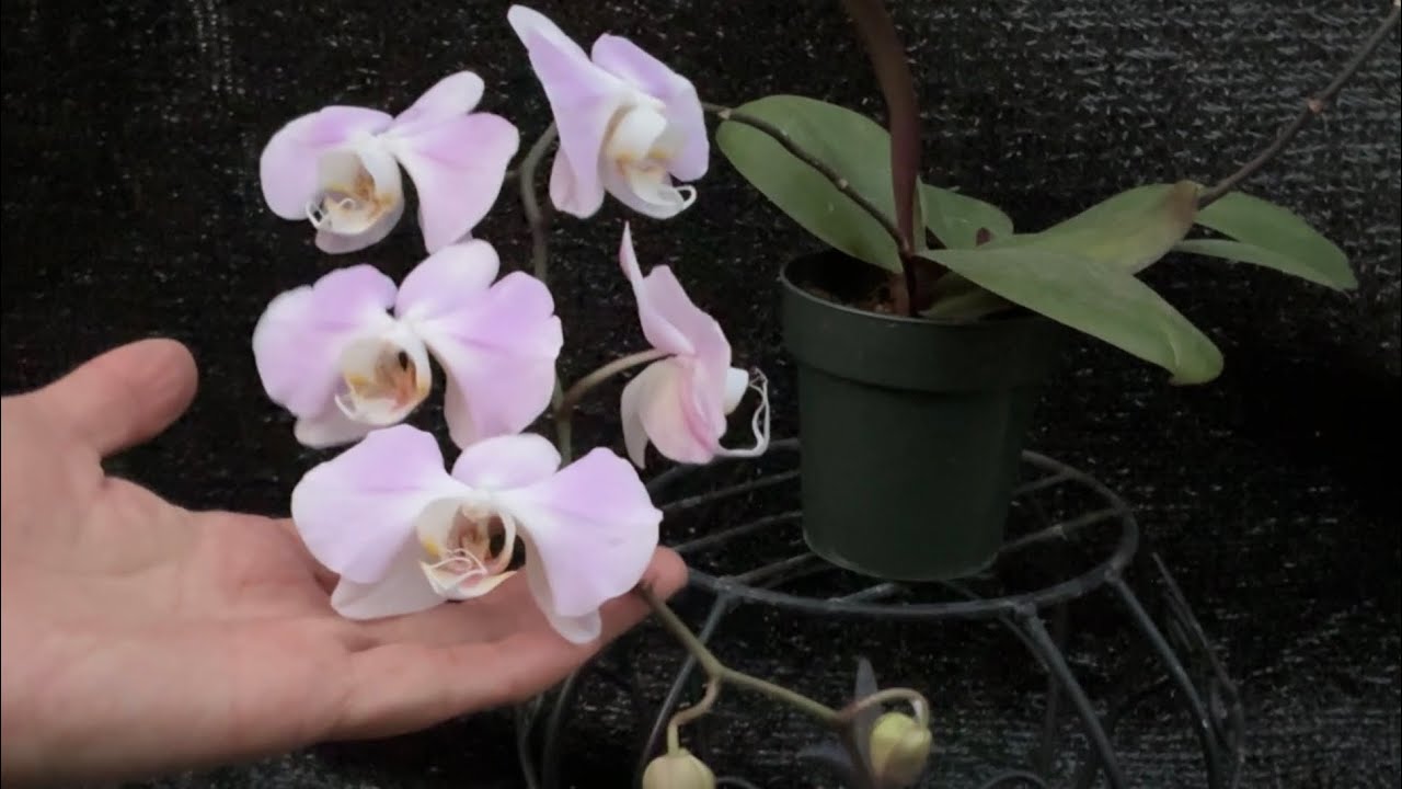 仙气飘飘的桑德蝴蝶兰开花欣赏及养护 Phalaenopsis Sanderiana is Blooming and Plant Care