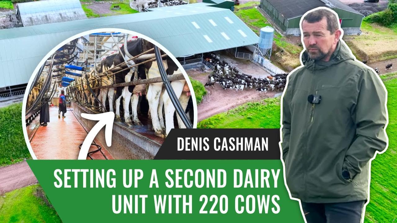 Setting Up a Second Dairy Unit with 220 Cows | Denis Cashman