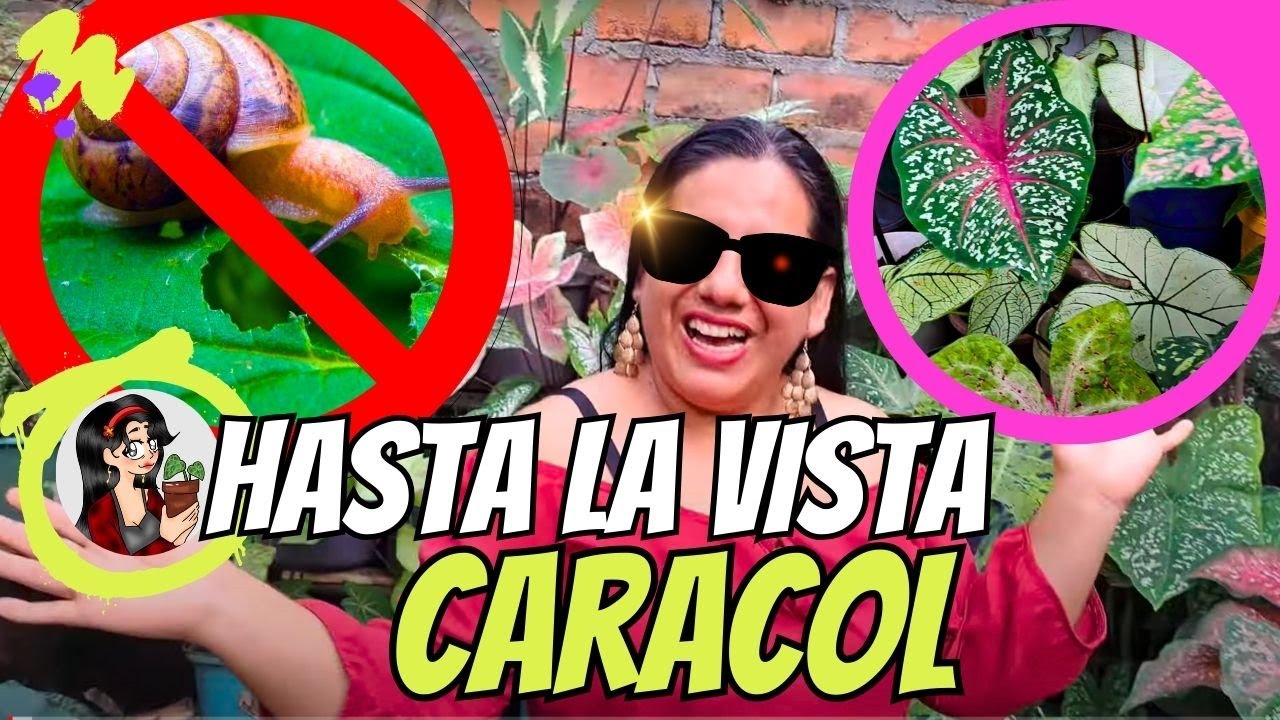 Así EXTERMINAMOS  a los CARACOLES del JARDÍN