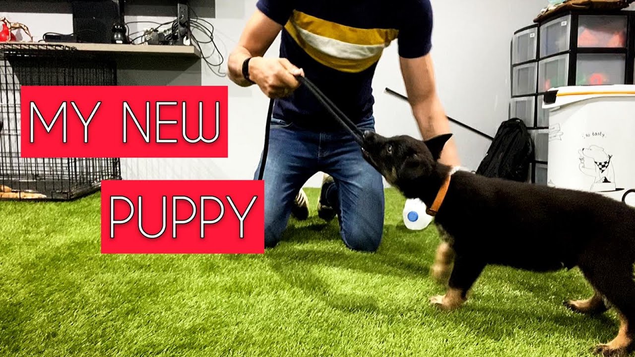 My New Puppy! | DailyGray 154