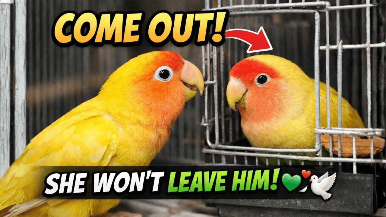 “Come On, You Can Do It!” 🐦 Lovebird Encouraging Her Partner
