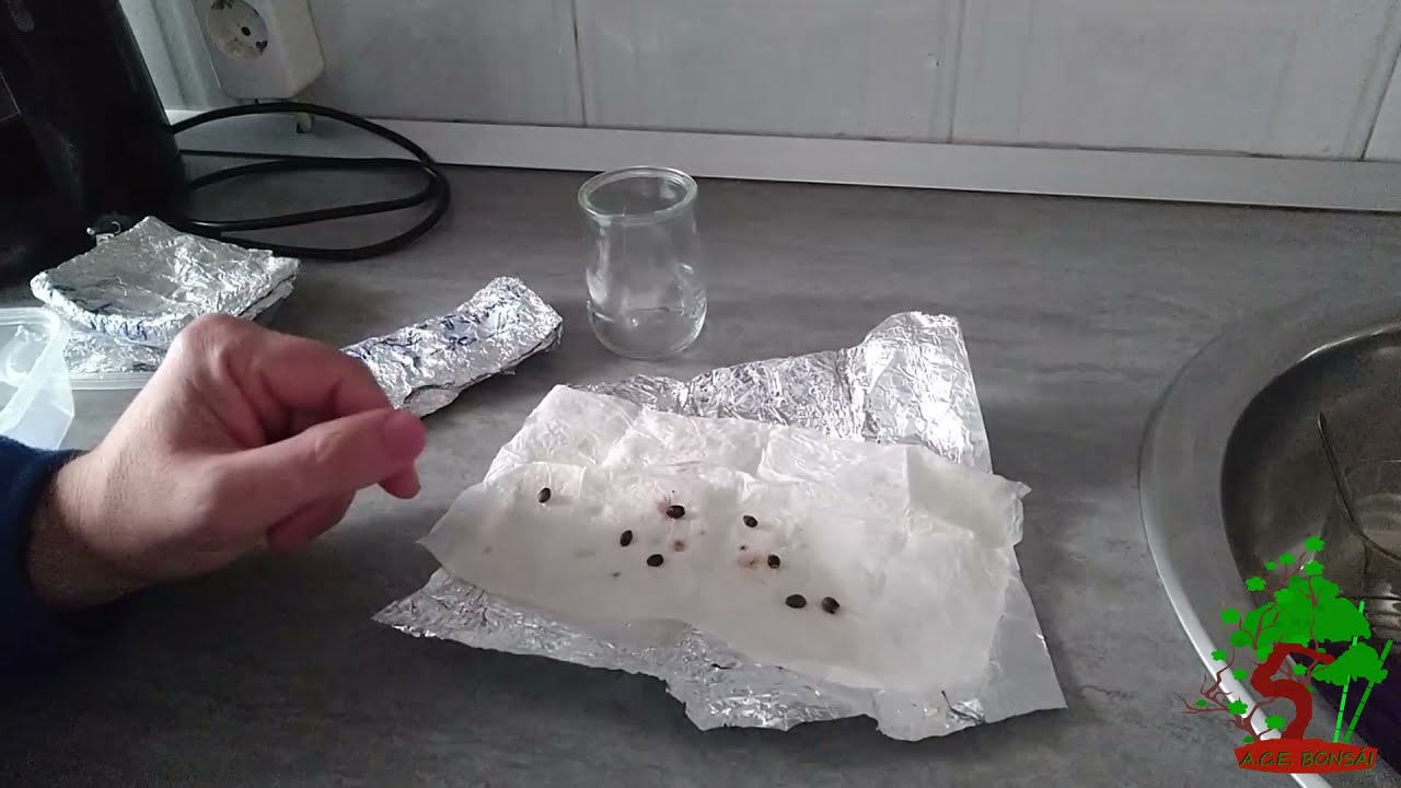 Semillas de Tejo -Como germinarlas-