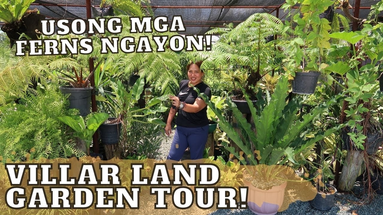TROPICAL GARDEN TOUR IN THE CITY | MAY FERN TREES DIN SILA! | ANG GAGANDA NG FERN NILA!