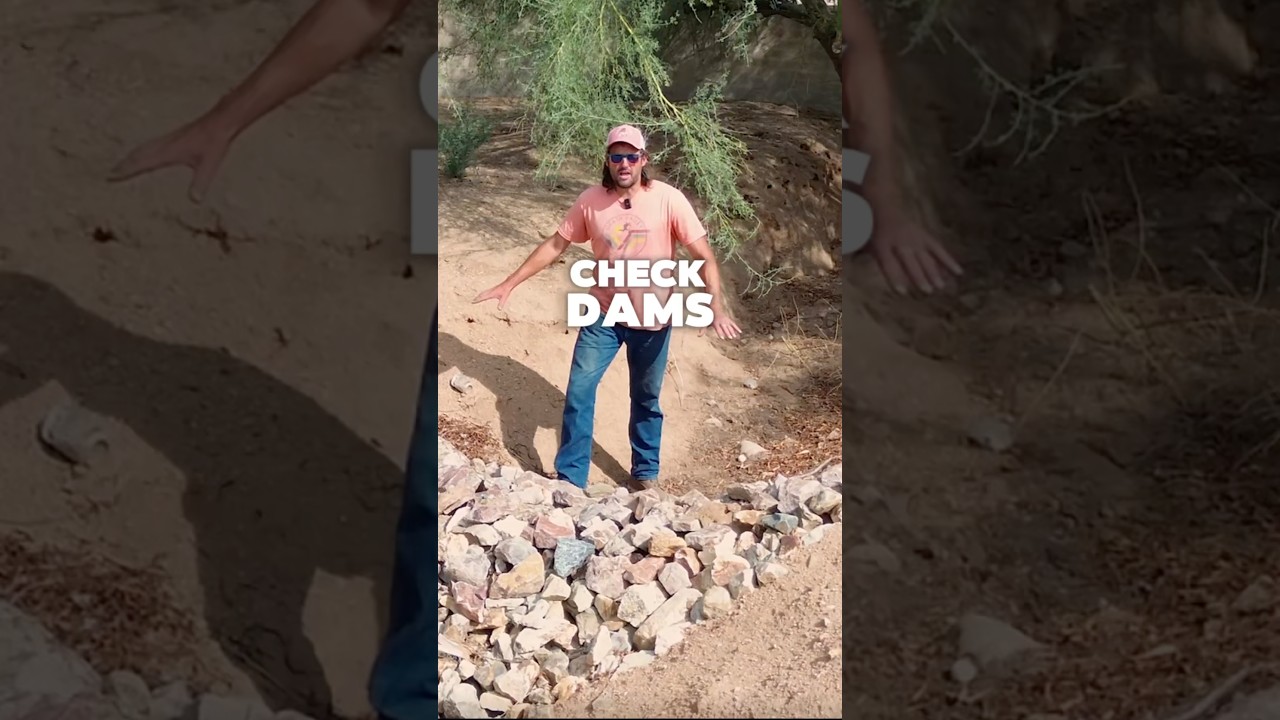 Check dams to prevent erosion & rewild the desert #ecologicalrestoration