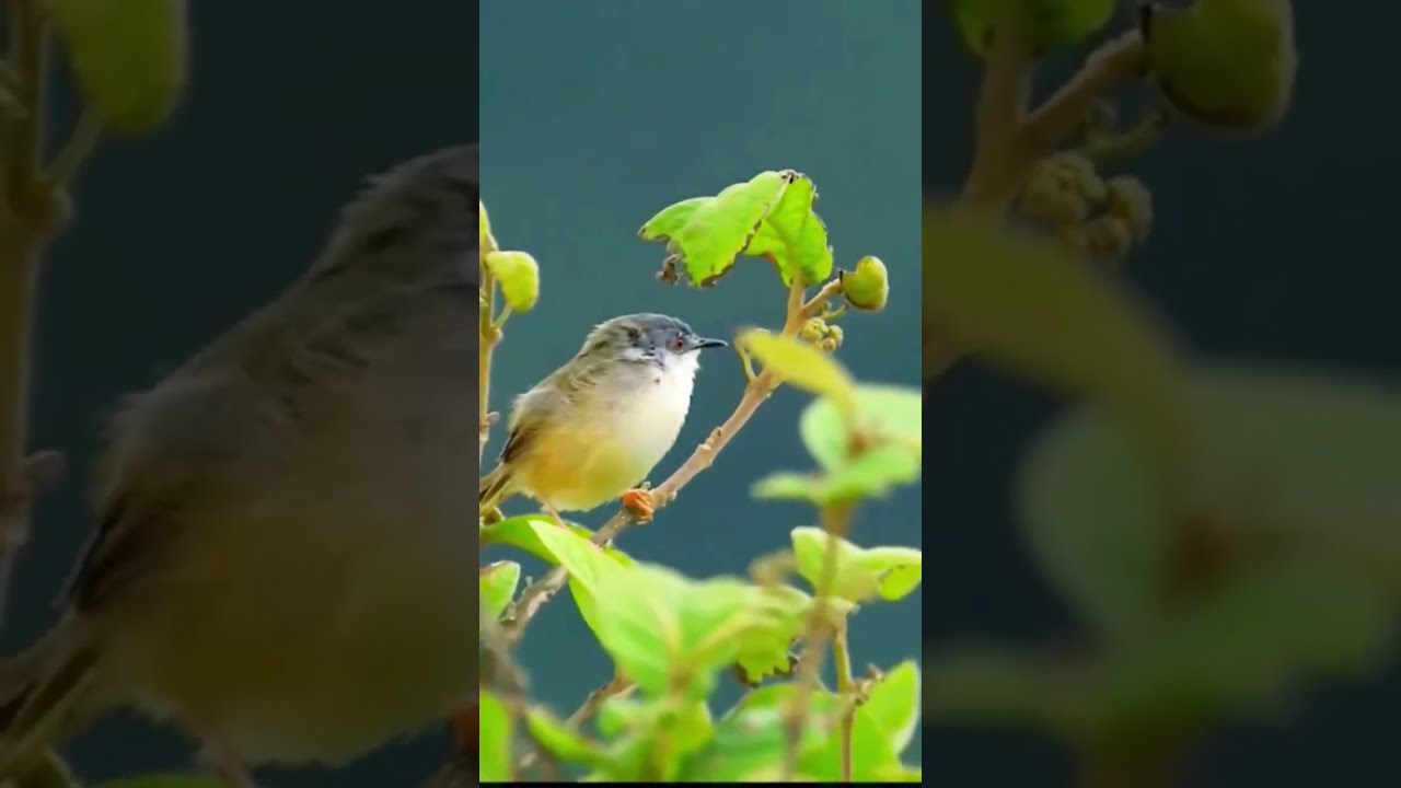 Yellow-bellied Prinia&rsquo;s Loud Grassland Song