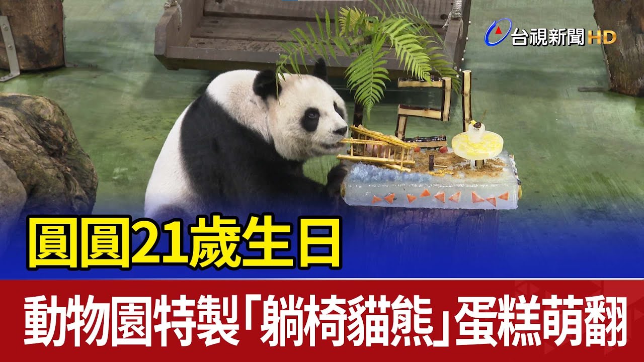 圓圓21歲生日 動物園特製「躺椅貓熊」蛋糕萌翻