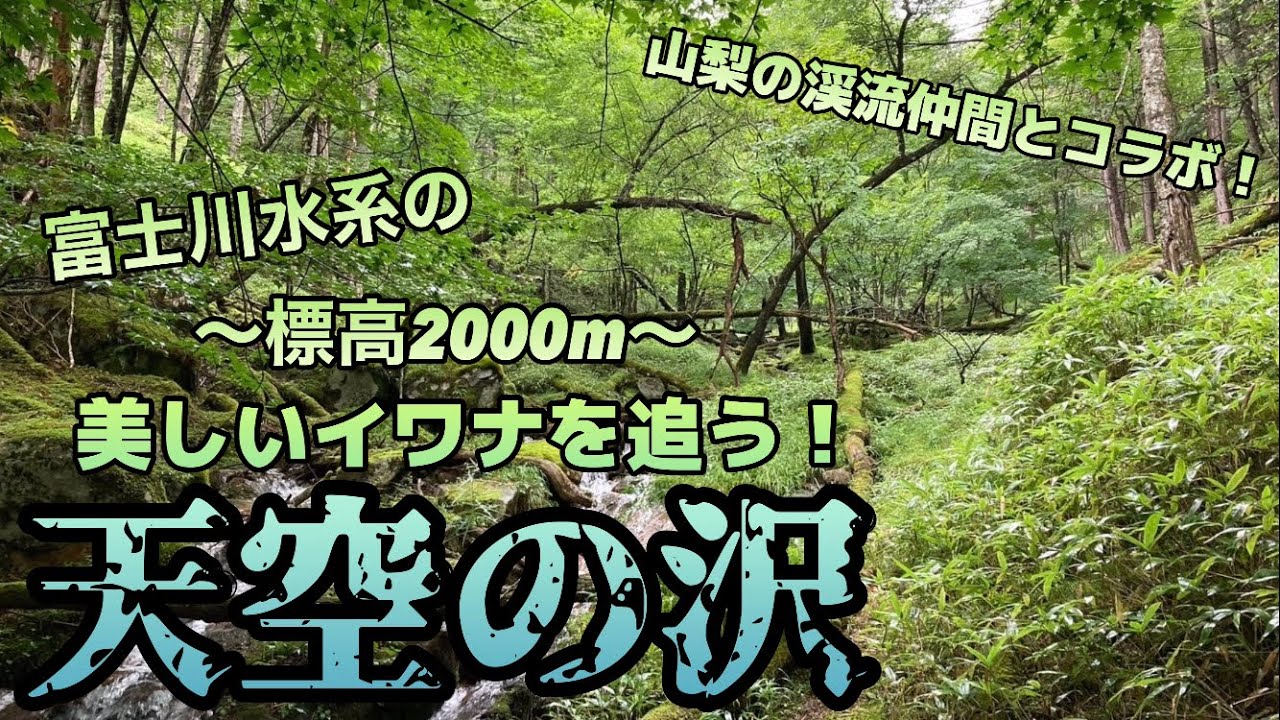 【天空の沢】富士川水系・標高2000ｍの美しいイワナたち～山梨の釣仲間とコラボ