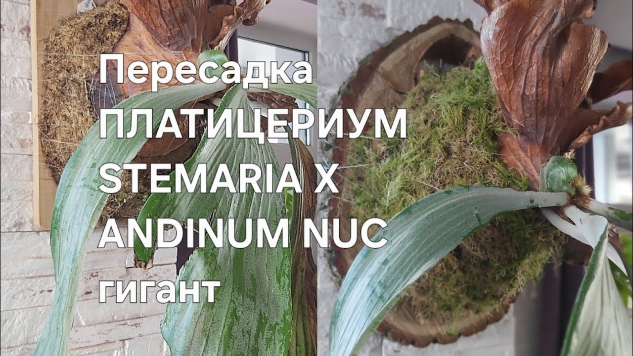 Пересадка ПЛАТИЦЕРИУМ   STEMARIA X ANDINUM NUC на Спил дерева 
