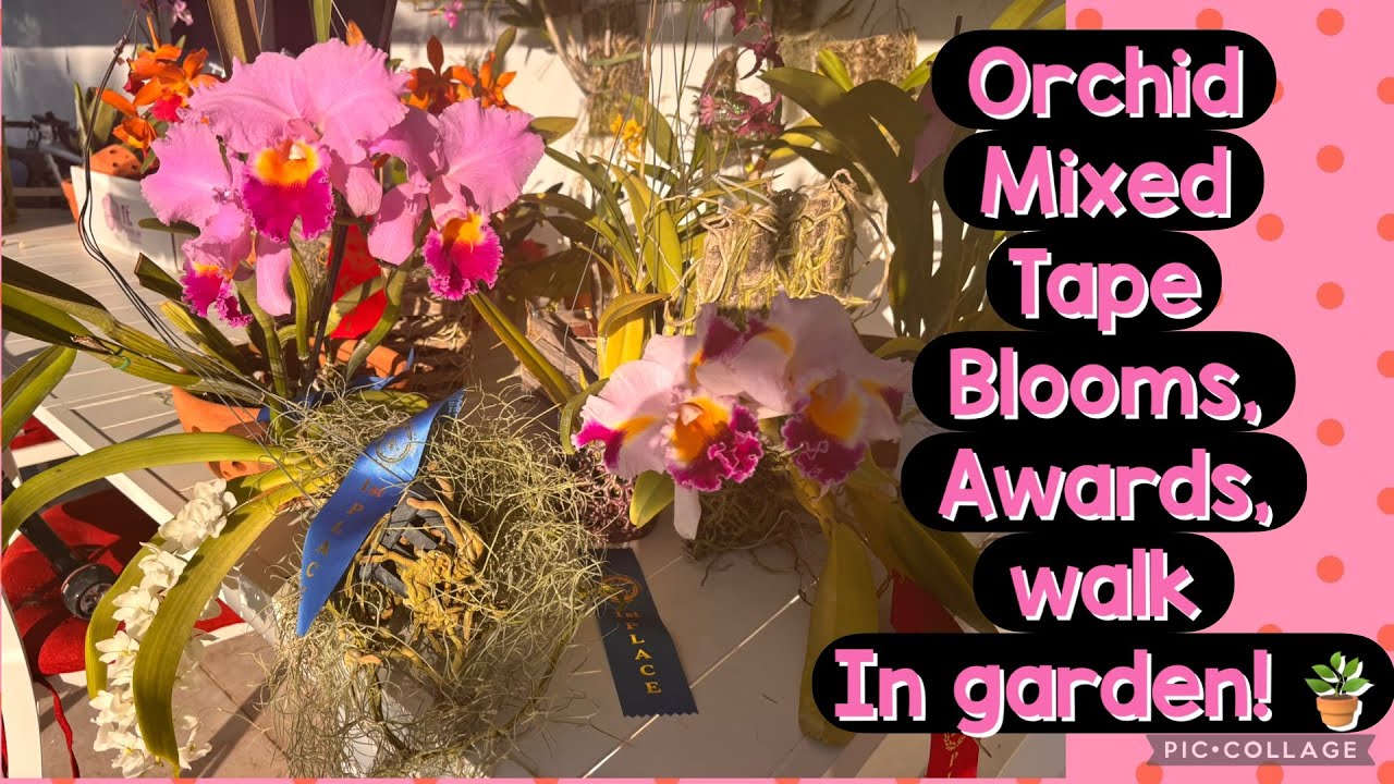 Orchids Blooms, decoding orchid judging, intro of Dr. Jason Downing from Fairchild Gardens 