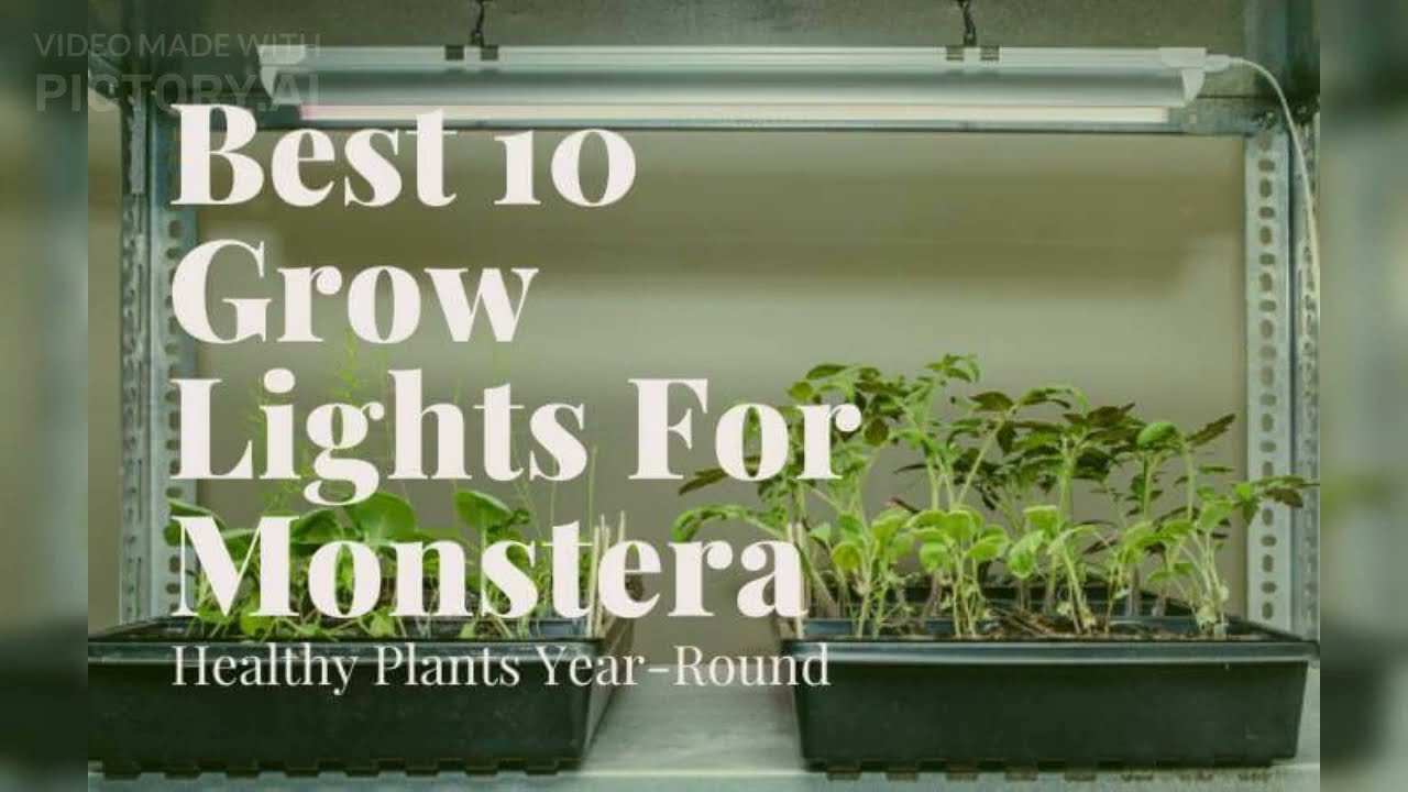 Best 10 Grow Lights For Monstera: Healthy Plants Year-Round