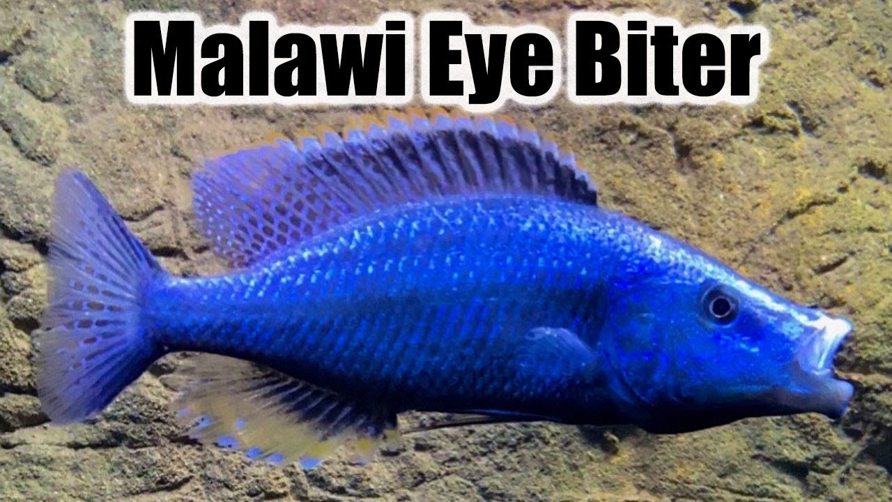 Malawi Eye Biter | Care Guide & Species Profile