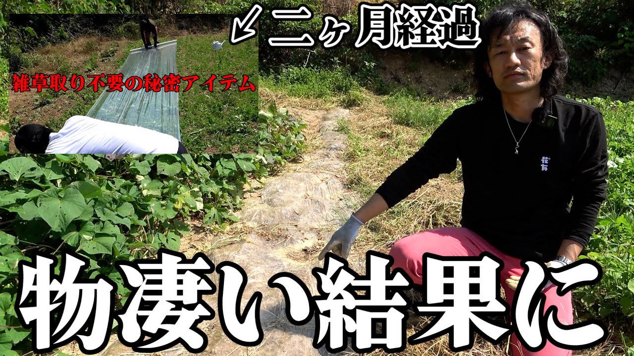 【あれから二ヶ月】放置してた雑草マルチを開封した結果…【カーメン君の畑】【雑草対策】