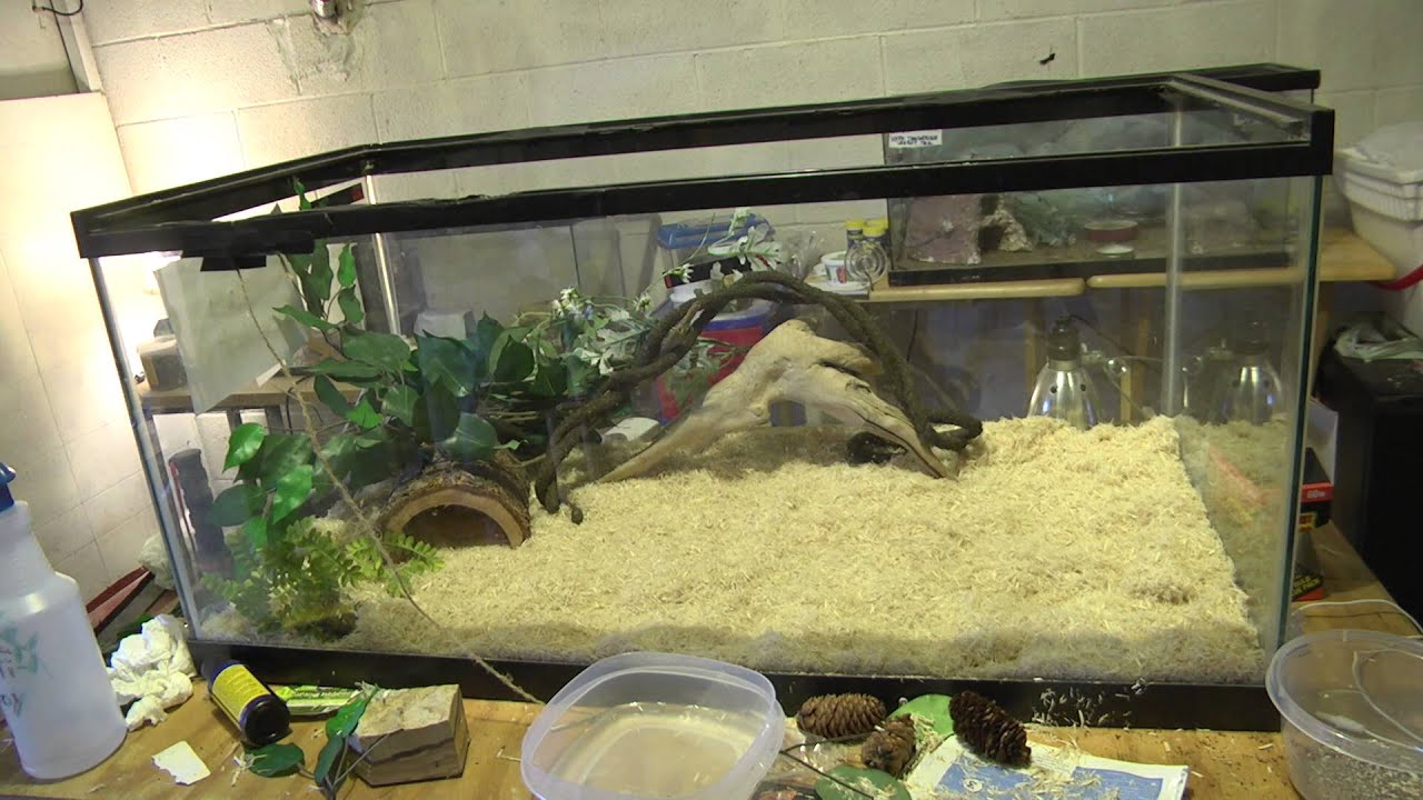 How to Setup a Corn Snake Enclosure