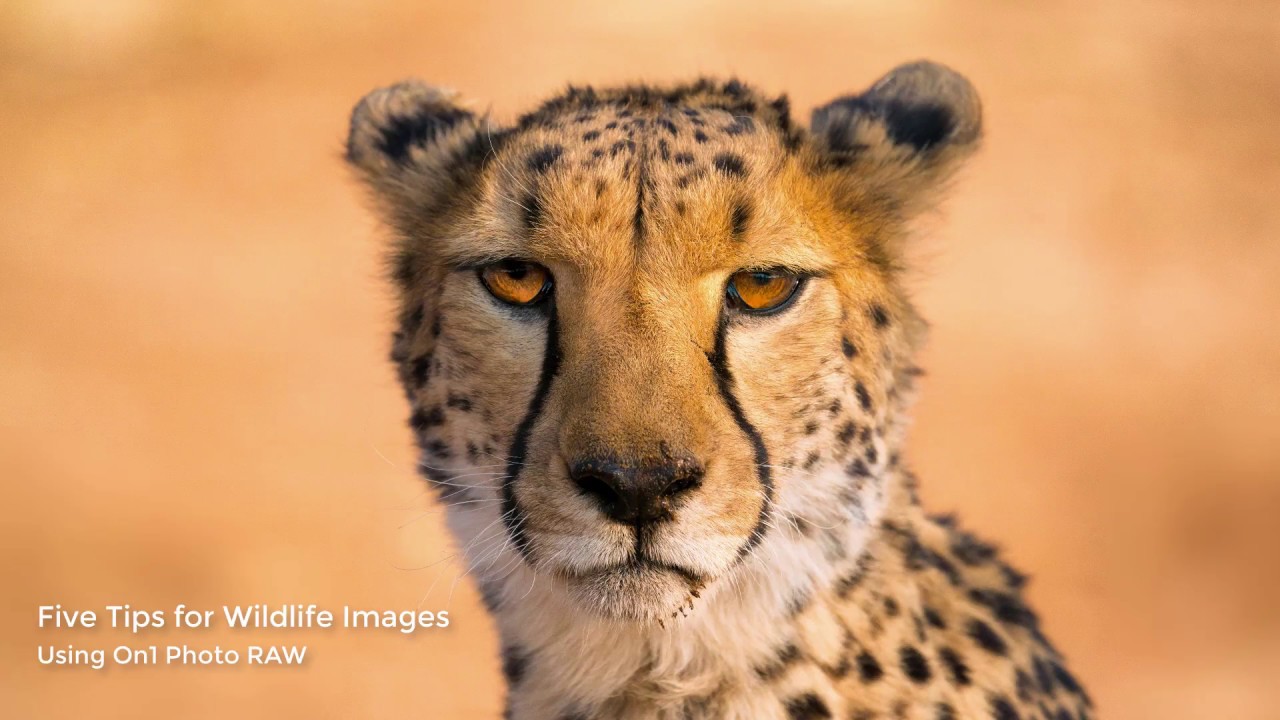 Top 5 Tips For Wildlife Photography – ON1 Photo RAW