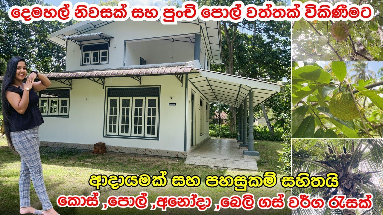 පුංචි පොල් වත්තක් සහ දෙමහල් නිවසක් ඉතාමත් සාධාරණ මිලකට ඉක්මනින් විකිණීමට | නිවස නිකන්ම වගේ #acland